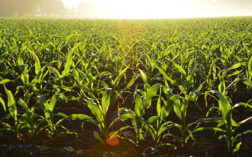 Agricultura 4.0 provoca novos movimentos para aumentar a produção e manter a sustentabilidade no agronegócio brasileiro